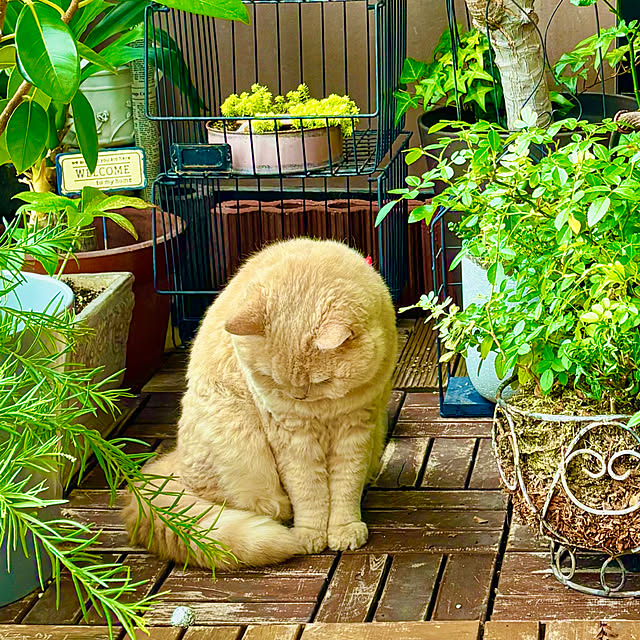 naokoさんの部屋