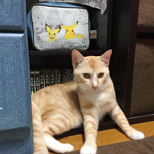 shukran_kinakoさんの実例写真