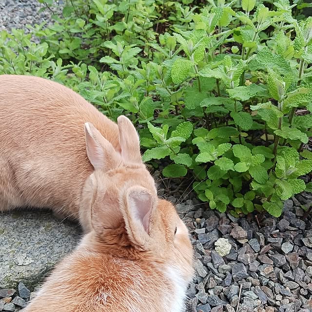 aiさんの部屋