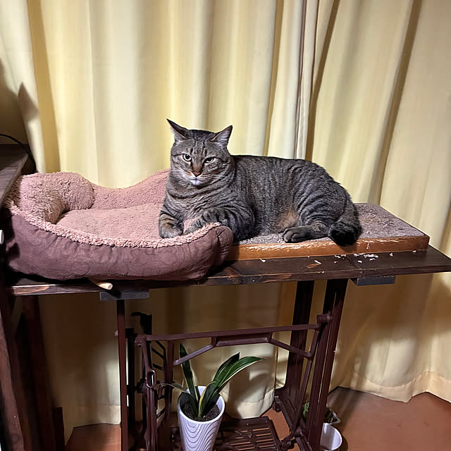 mikan161さんの実例写真