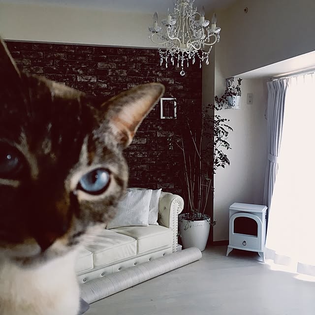 noelさんの実例写真
