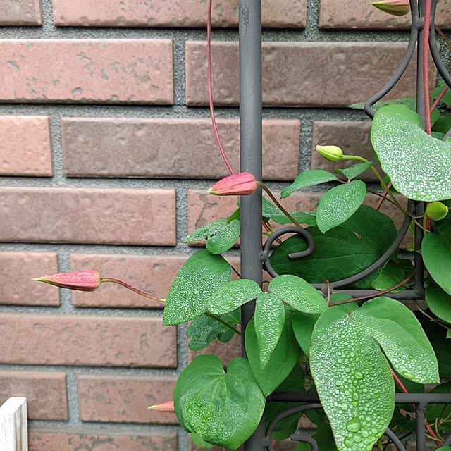 kiraさんの部屋