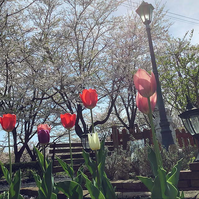 omuriceさんの実例写真