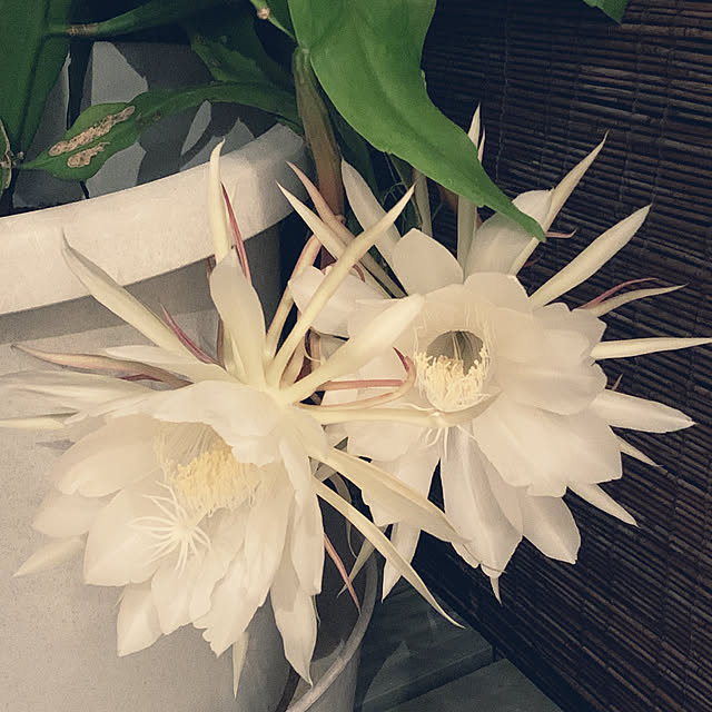hinaさんの実例写真