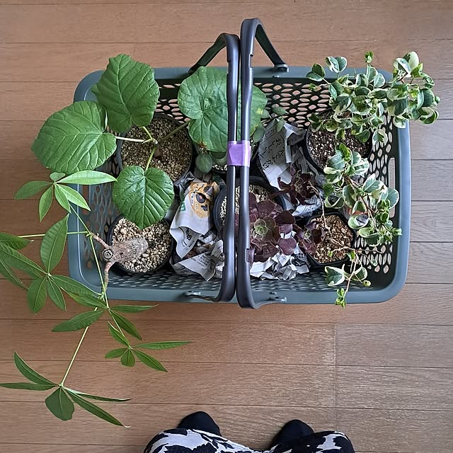 noaさんの部屋