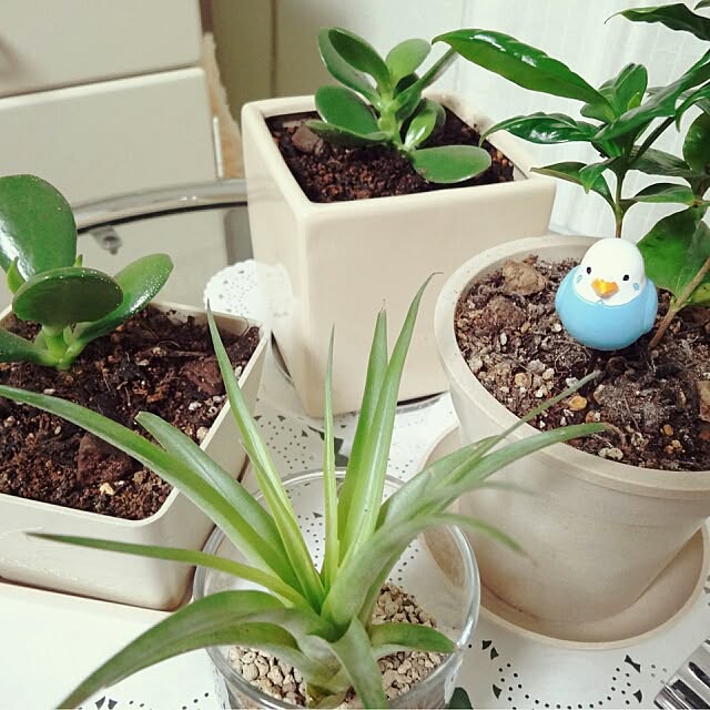 fmkiwi76さんの実例写真