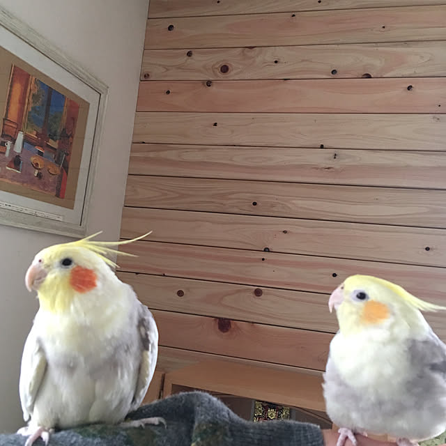 puriyuzuさんの実例写真