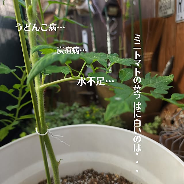 CYNOSさんの部屋