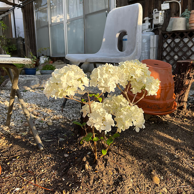 shin0719さんの実例写真