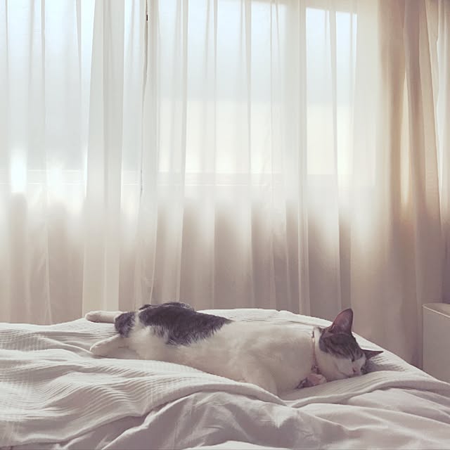 Shihoさんの実例写真