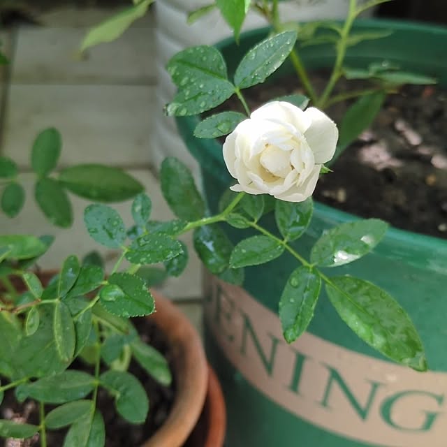 wumag418さんの実例写真