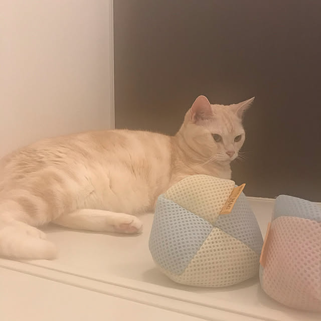 hiyupan88さんの実例写真