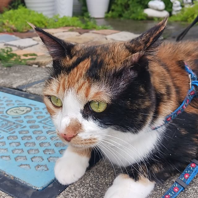 実例写真