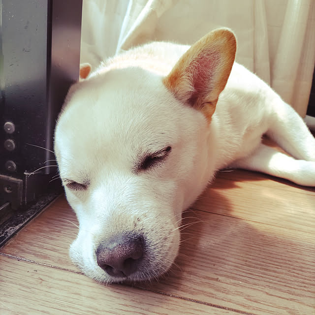 実例写真