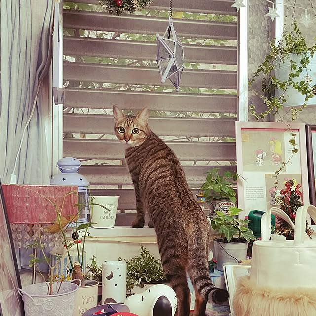 poniさんの実例写真