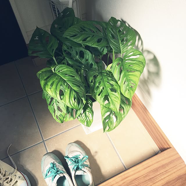 lunamamajunkoさんの実例写真