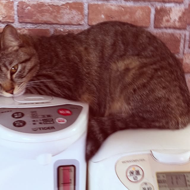 malaikaさんの実例写真