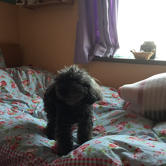bebeさんの実例写真