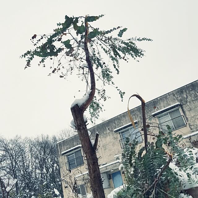 Mikaさんの実例写真