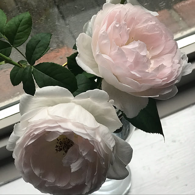 Mikiさんの実例写真