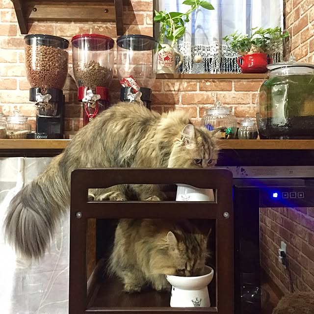 butachanさんの実例写真