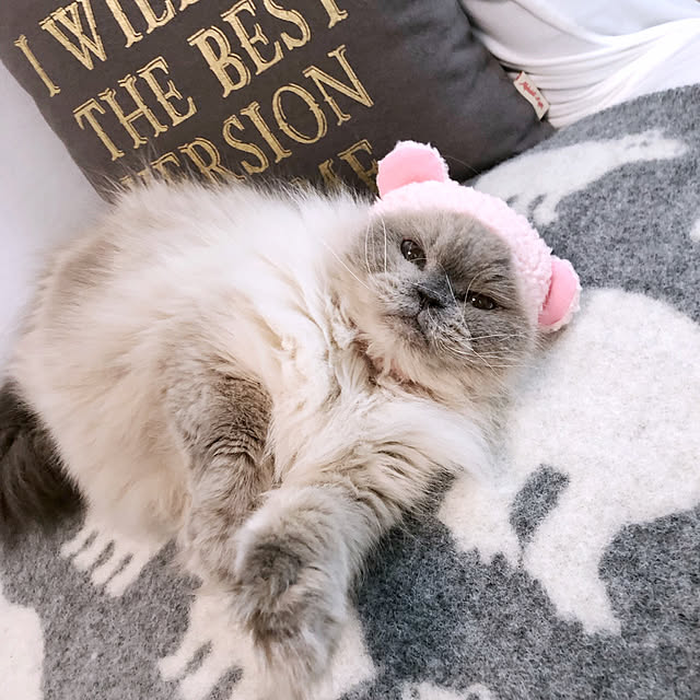 yuchiさんの実例写真