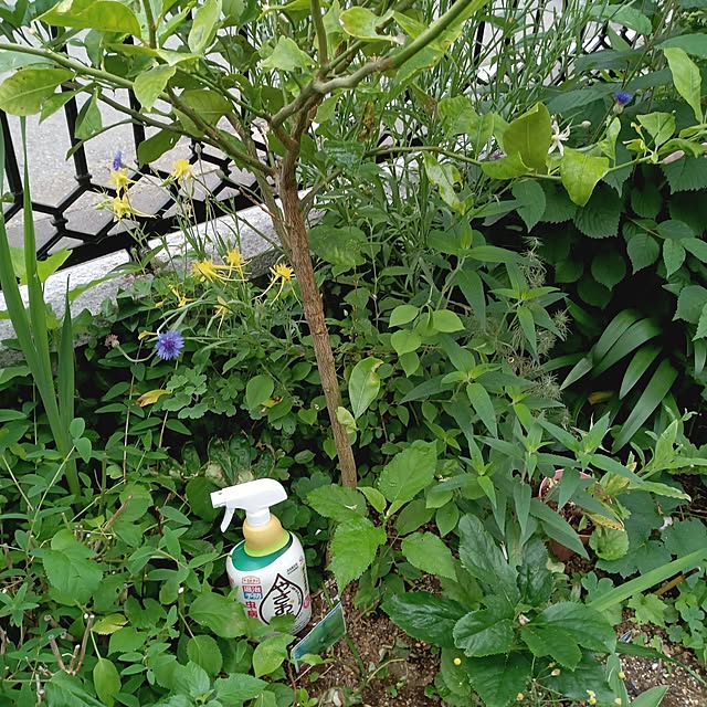 sa.yさんの実例写真