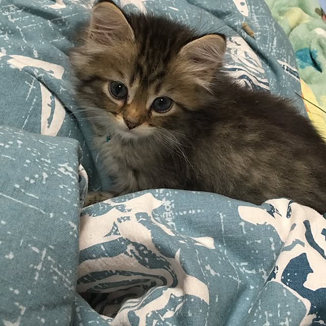 CATさんの実例写真