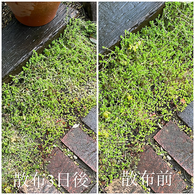 nobikoさんの部屋