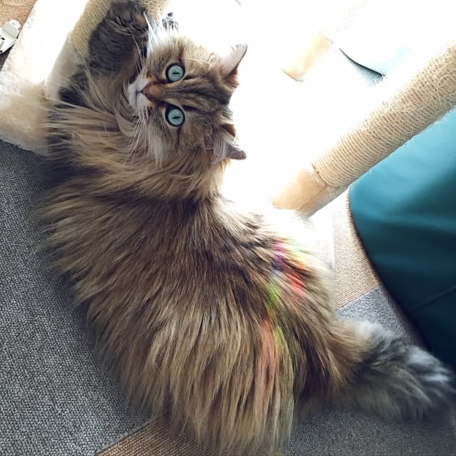 k_dinoさんの実例写真