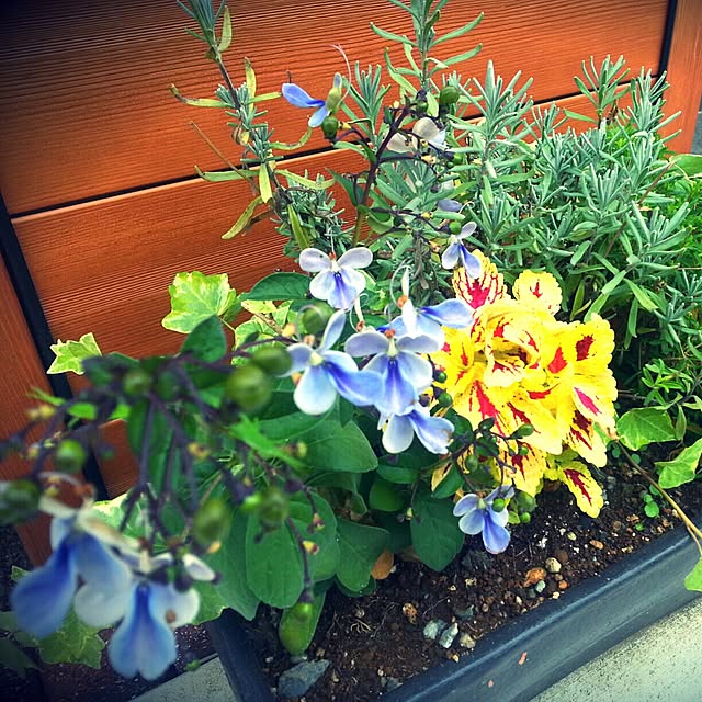 玄関/入り口/植物のインテリア実例 - 2014-08-08 17:48:59