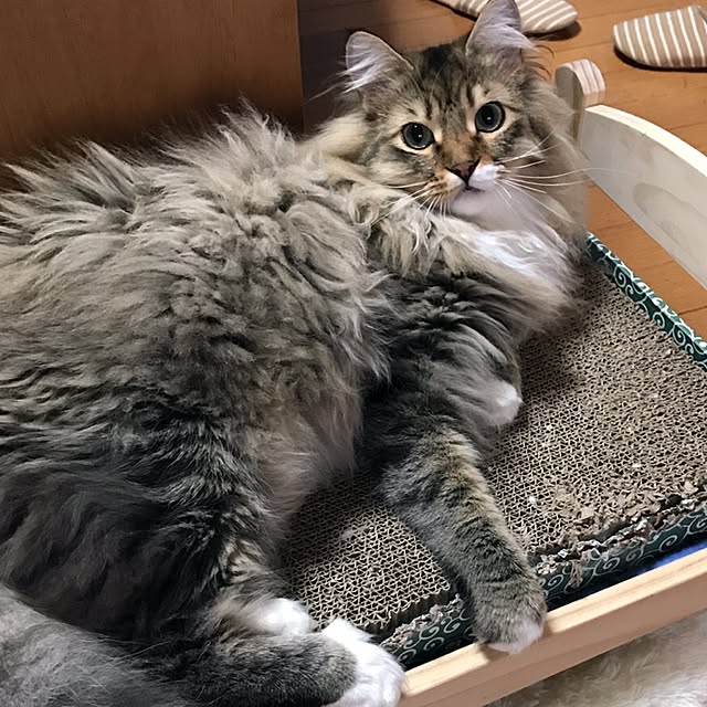 CATさんの実例写真