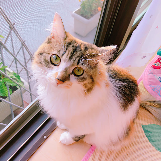 MASAさんの実例写真