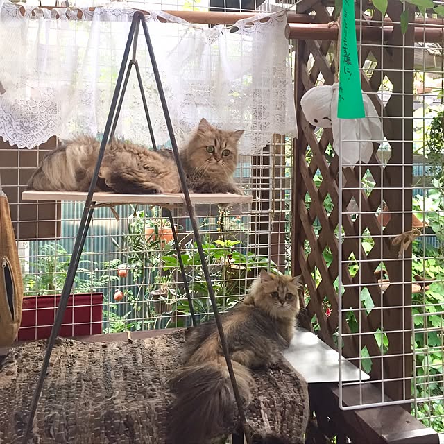 butachanさんの実例写真