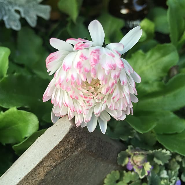 bibianさんの実例写真