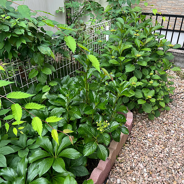 chi_gogaさんの部屋