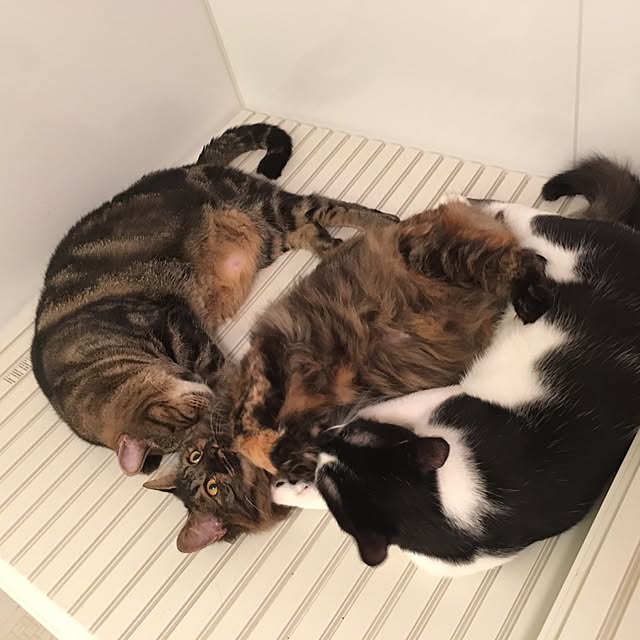 mikomaruさんの実例写真