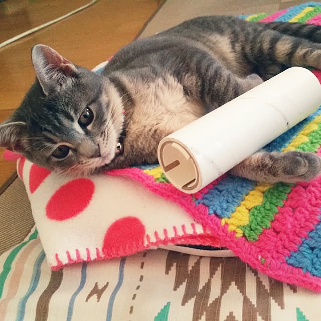 oyumiさんの実例写真