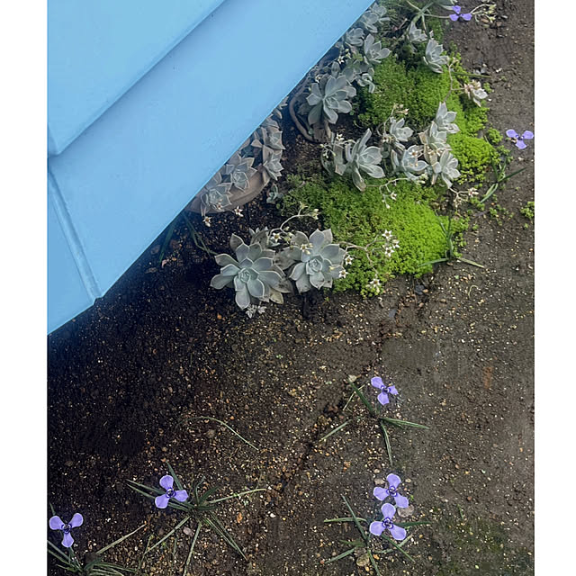 Ohigeさんの実例写真