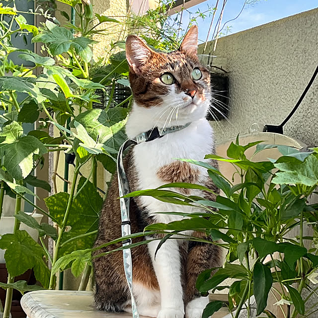 mukitarakoさんの部屋