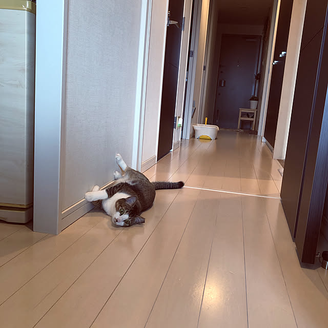 nekomiさんの実例写真