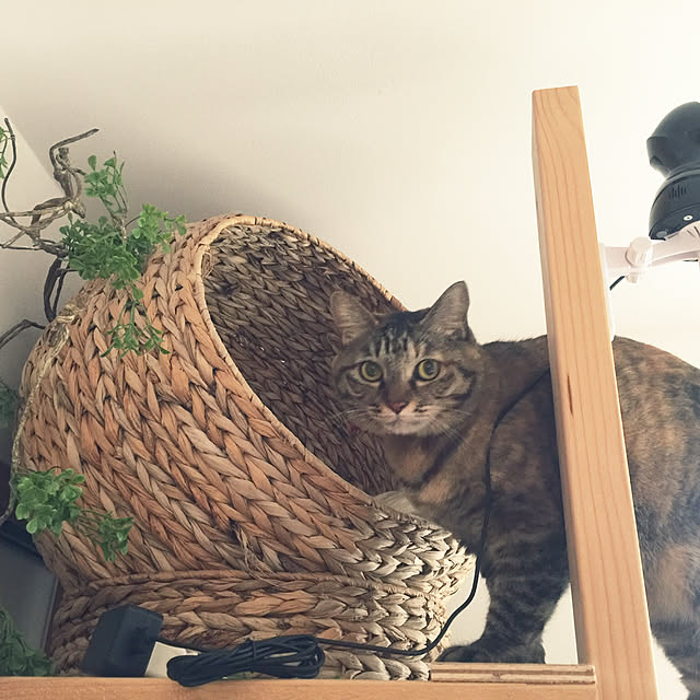 beemerさんの実例写真