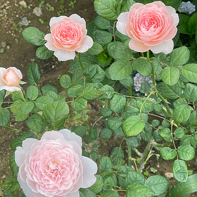 SIELUさんの部屋
