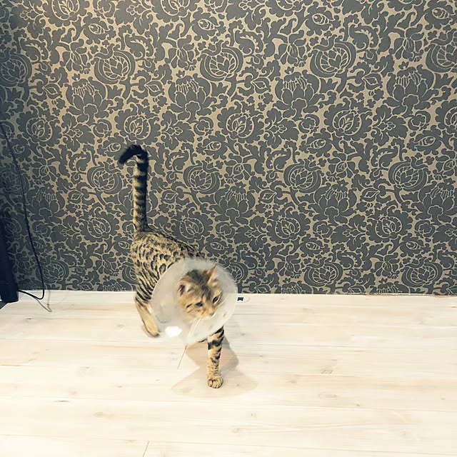 junchanさんの実例写真