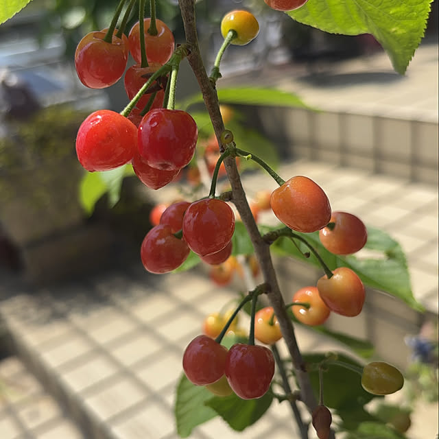 chIoeさんの部屋