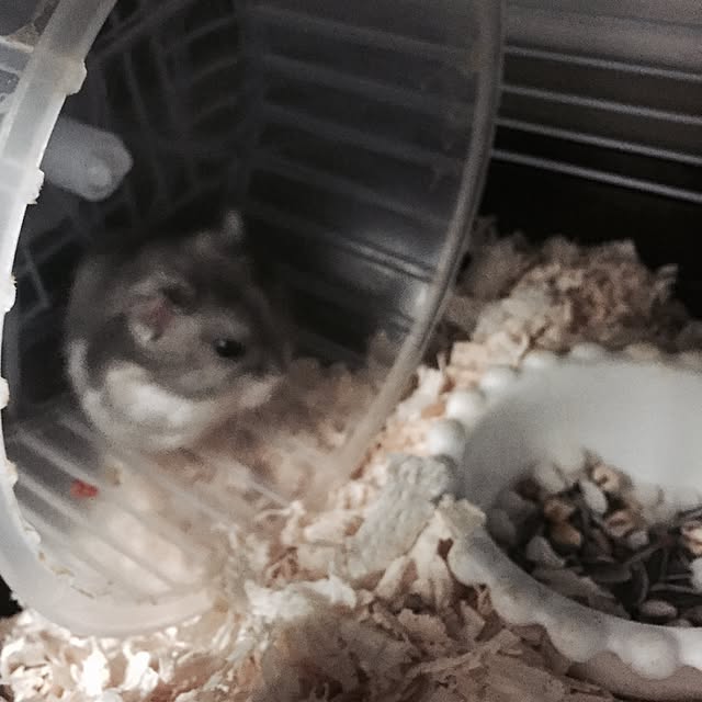 chiiiii0808さんの実例写真