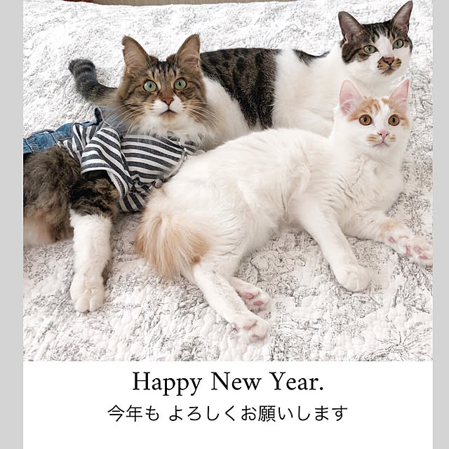 yuchiさんの実例写真
