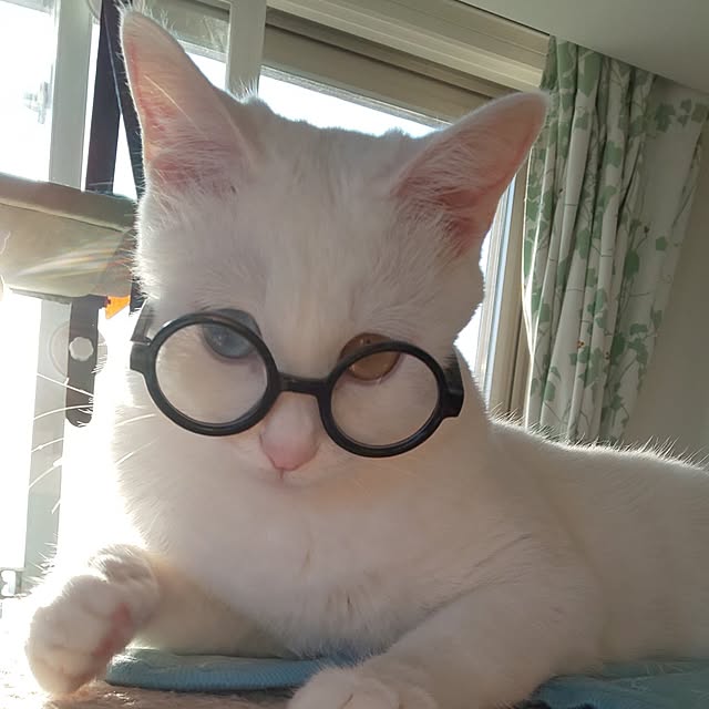 necoさんの実例写真