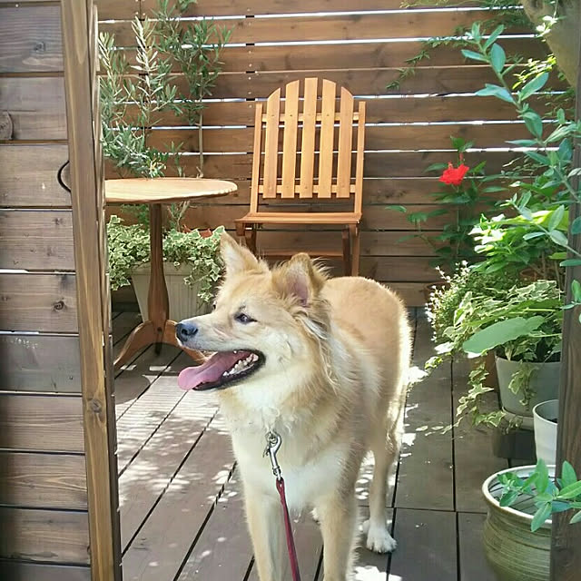 locolocoさんの実例写真