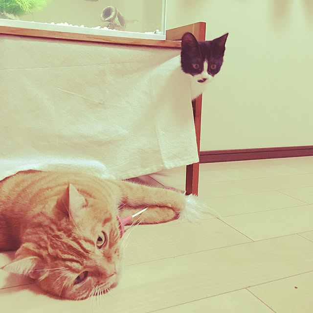 nekoさんの実例写真